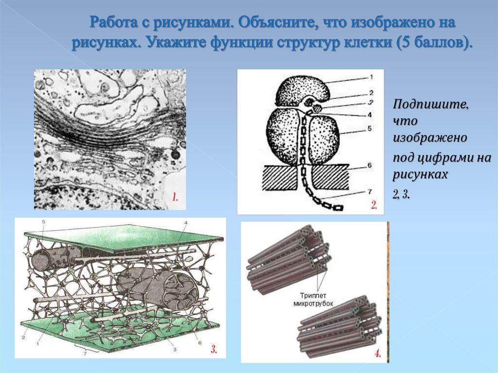 Функция клетки изображенной на рисунке. Укажите на рисунке структуру. Что изображено на рисунке?. Структуры клетки изображен на рисунке. На рисунке изображена клеточная структура.